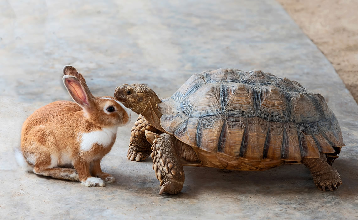 A saga dos coelhos e tartarugas